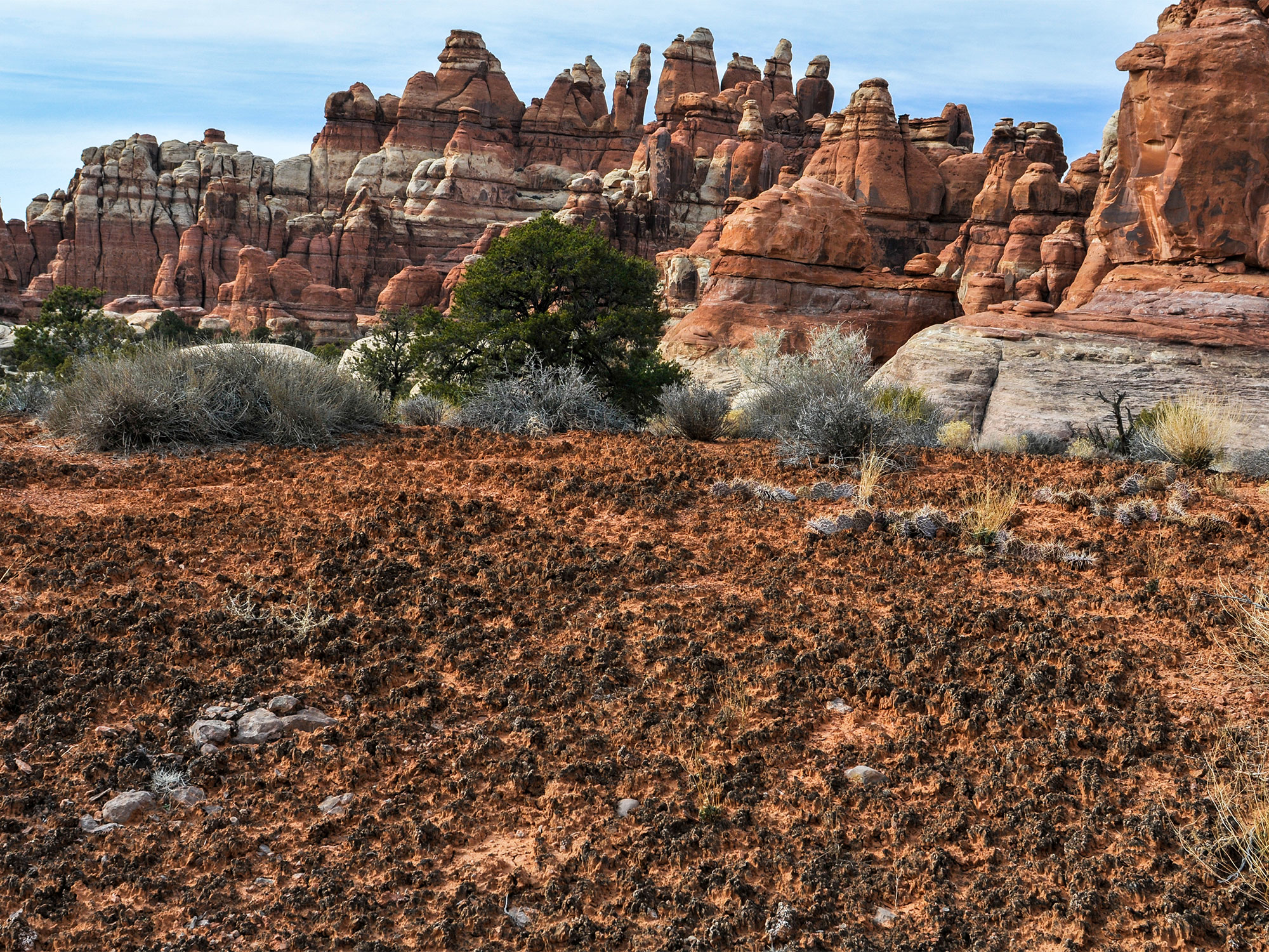 Biocrust photo by Bill Bowman