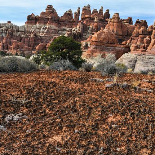 Merging Art and Science at the BEEC’s Upcoming Presentation about The Biocrust Project
